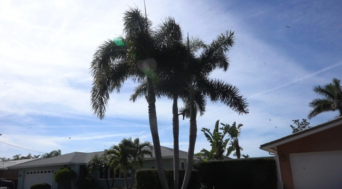 Palm trees against the skyline