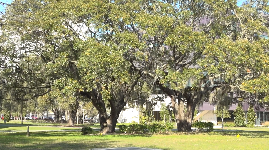 Trees in a line