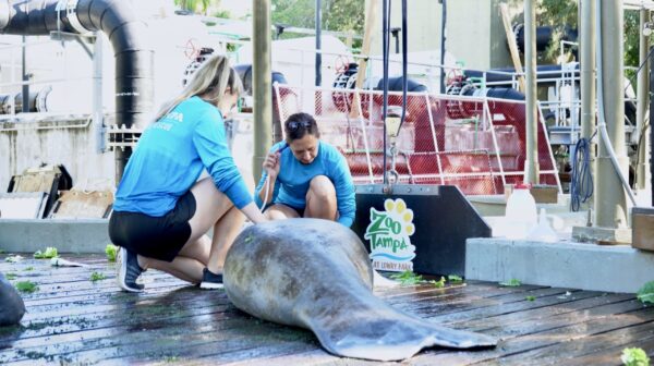 Two animal caretakers listening to a manatees heart