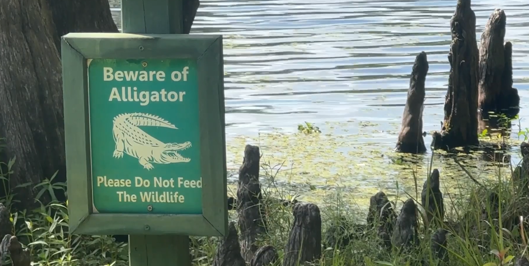 An image of a sign which shows an image of an alligator and reads "Beware of Alligator."