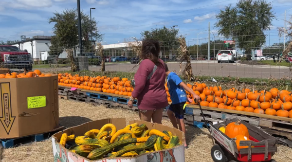 Pumpkins and other gourds provide vivid colors at a farmer's market as shoppers circulate among them