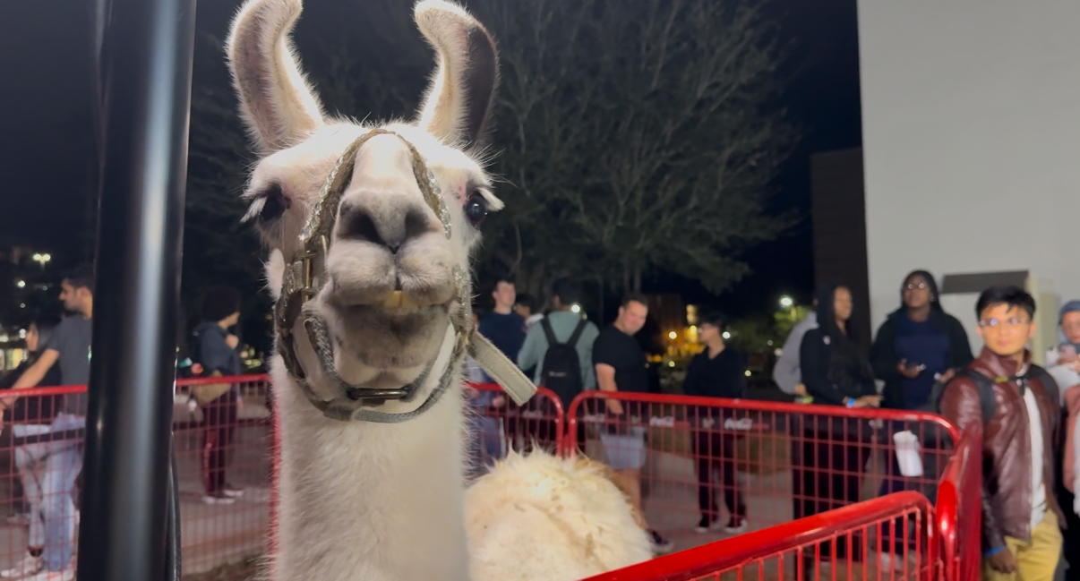 Petting Zoo Llama/Photo by Elyse Worthington