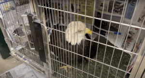 Rehabbing Thunder, the bald eagle with a cataract
