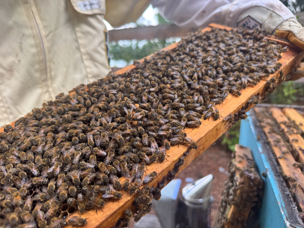 Girl in bee suit hold up a frame of honeycomb as bees crawl all over it. 