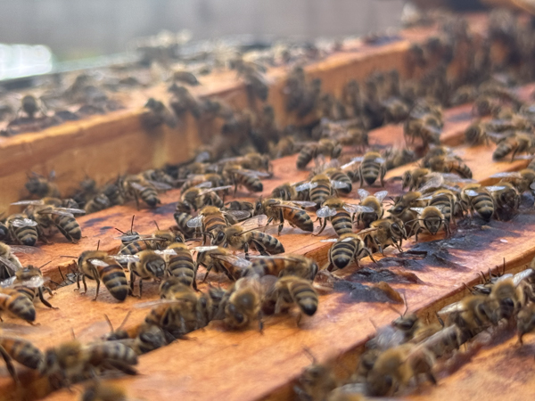 Closeup of bees in a hive