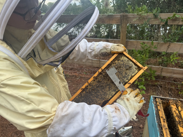 Briana Charton holds a frame of honeycomb as she uses a tool to point at some active bees. 