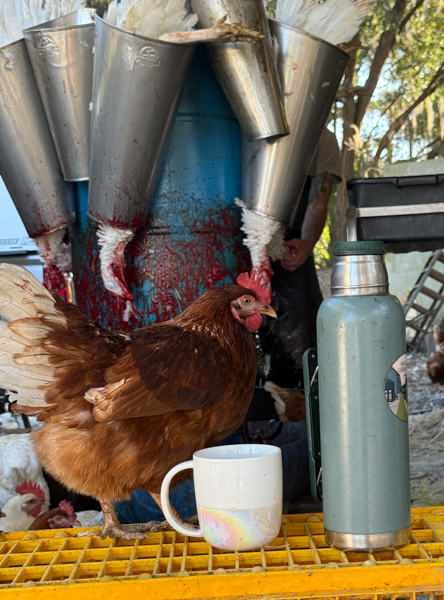 A chicken stands in front of a turkey carcass. Standing just inches away from Malloy's morning coffee.