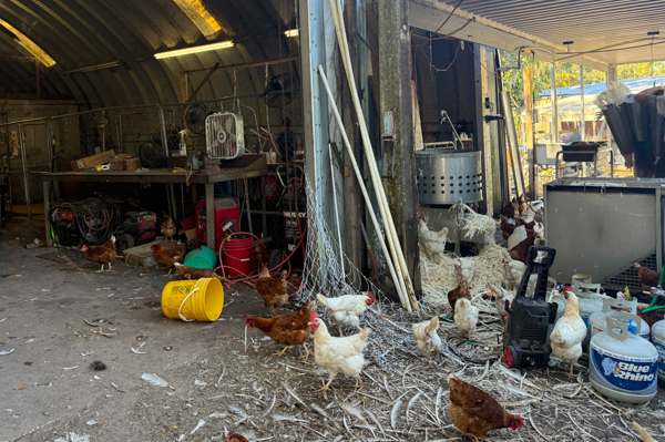 A hanger is turned into a butchery where Travis Malloy harvests turkeys for consumption. It's littered with chickens, carcasses, tools and feathers.