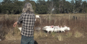 Farmer raises Temple Terrace-grown turkeys, other local meats