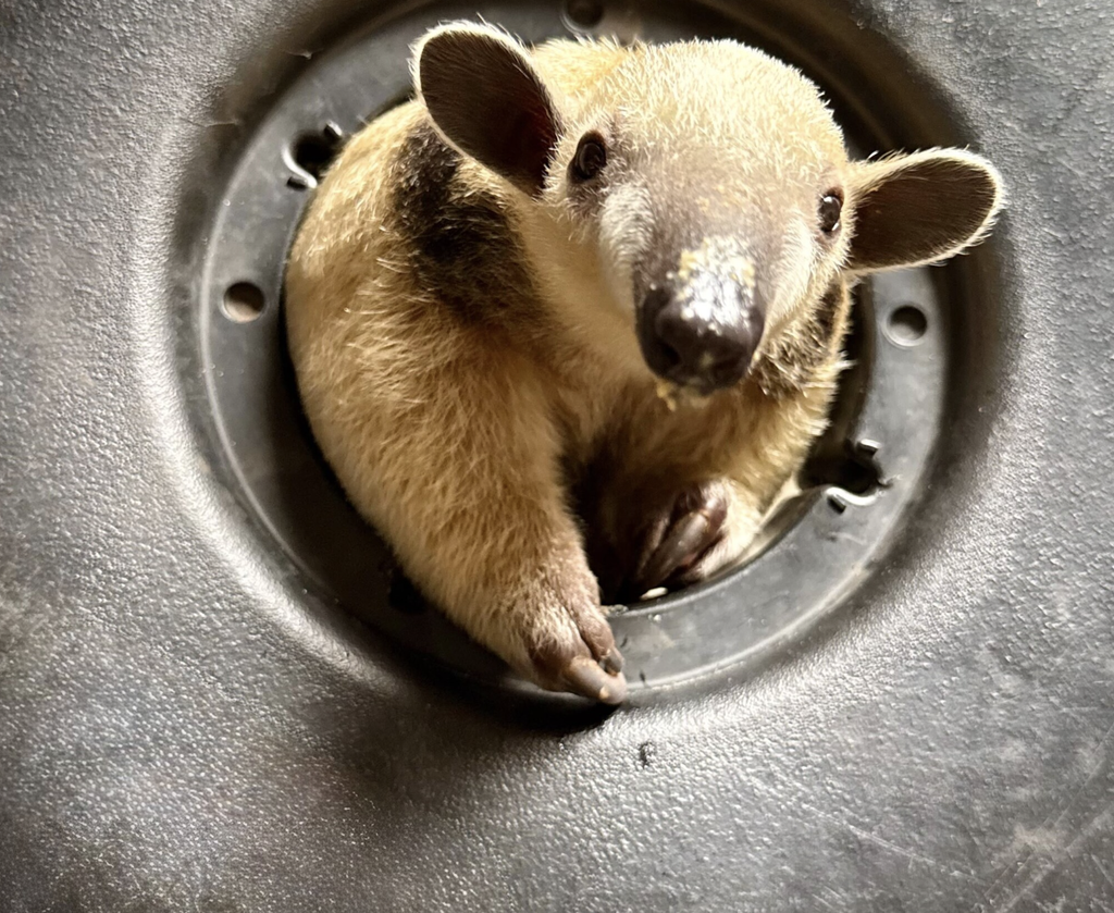 This is a photo of a anteater within a tire shaped object.